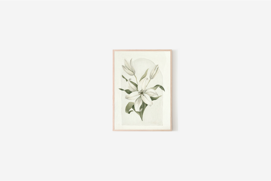Lily Leaves